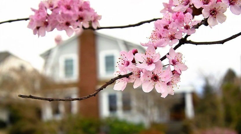 A pink blossom tree in front of a home.
